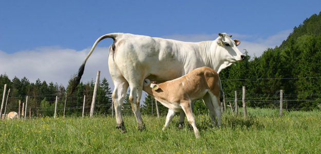 vitellone-razza-chianina
